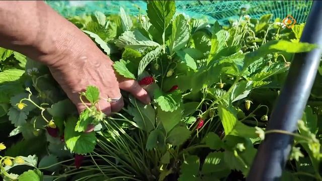 Баай быйаҥнаах Заровняевтар тиэргэннэригэр