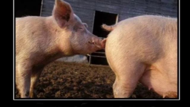 Прррррросто поррррржать перррред сном 😀😀😀😀😀