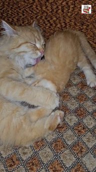 Сынок Пикселюши понял что у него есть Сердце 😻💓🐈