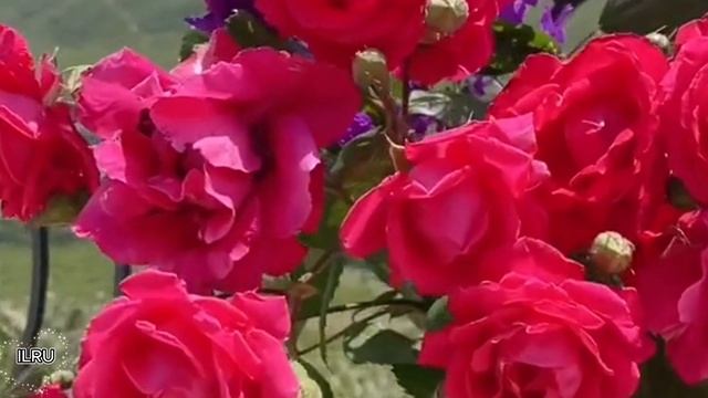 Случайная командировка // Жизненные Истории