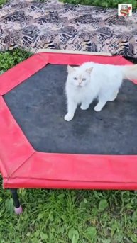 Настюня Пикселюшу Любит 🌞😻💓😽🌼