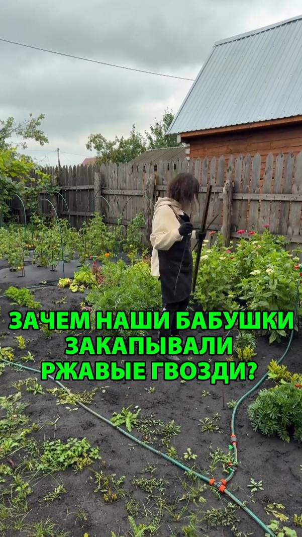 Зачем бабушки закапывали в грядки ржавые гвозди