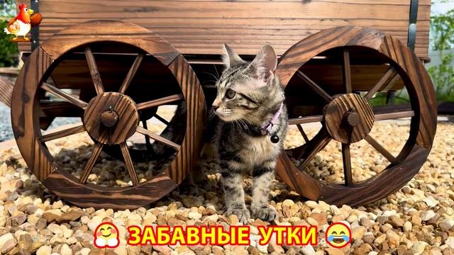 Забавные утки мускусные и пекинские на свободном выгуле со своими друзьями ч.(186) ❣️🤗😂