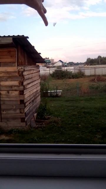 ВОРОБЕЙ ЗАЛЕТЕЛ, к нам в дом🤨