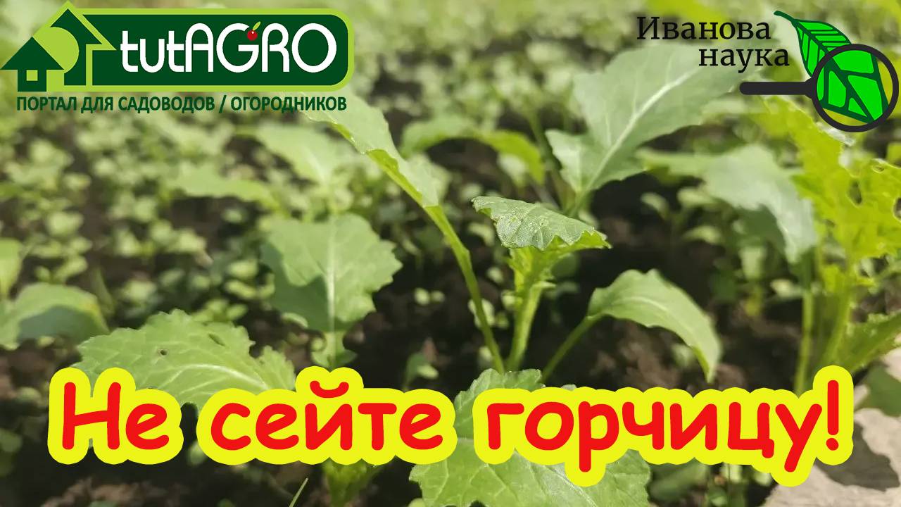 Хотели почву «как после навоза» — теперь надо спасать огород: когда сидерат лишает вас урожая.