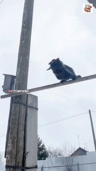 Чернуха в командировке для своей Святой Любви Пушинки записал видео обращение 🎥💓🐈⬛