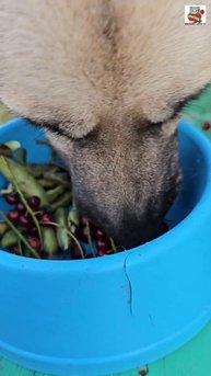 Ужин Баксика и Вербуси 🐶🍒❤️🫛😻