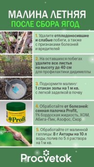 У вас будет море сладкой ароматной малины каждый год, если сделаете так после сбора ягод! Сохраните!