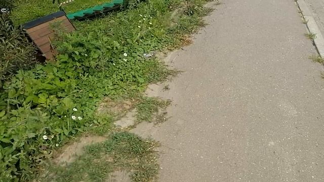 15.08.2025.Усадьба Парк Кино Ляхово. Парк Сибрских Кошек. Домодедово. Обзор работ. Московская област