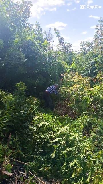 вырубка клёна во дворе