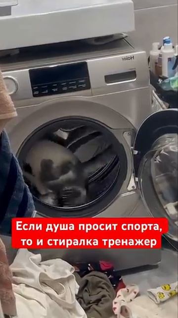 Кот бегает в стиральной машине