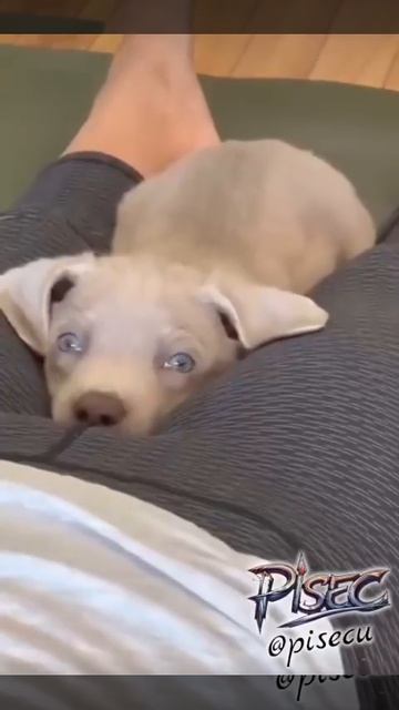 Нейронку попросили сделать максимально милое видео с пёселем.