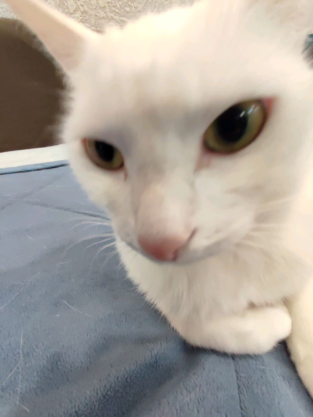 у меня копирка?!