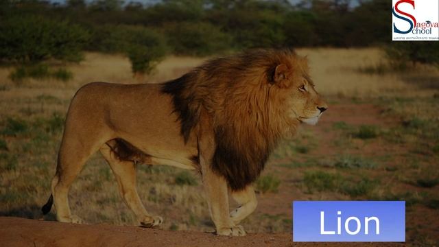 Урок 4. Учимся описывать животных.