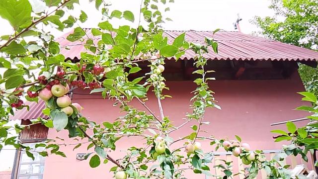 Плодоношение яблоньки, выращенной из семечка