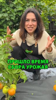 Что уже нужно собирать на даче в первую очередь?