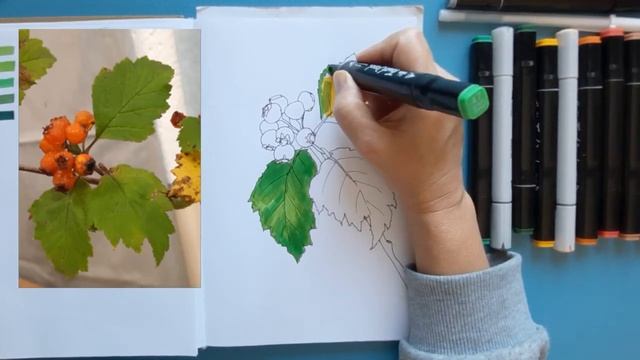 Рисуем ветку с ягодами спиртовыми маркерами. Второе видео для сравнения с рисунком карандашом.