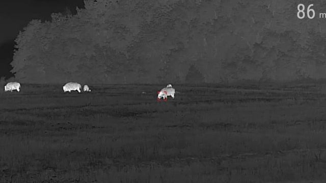 выстрел на ночной охоте