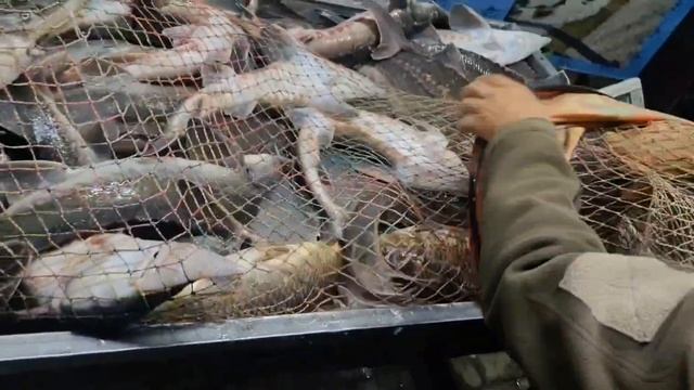 petal_20250814_235126