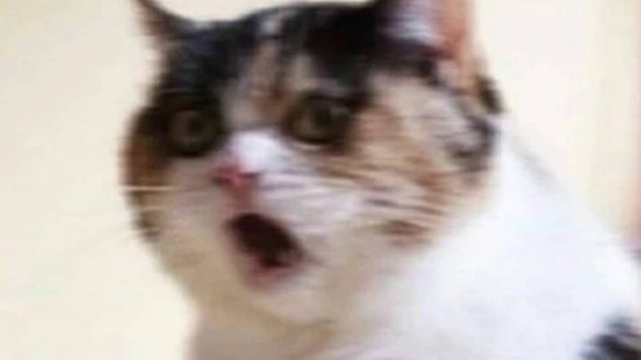 Смешные котики и котята 🐾 | Угарные моменты