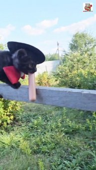 Пискунчику хочется такую фкуснинькую 🌭 кушать одному  😼❤️🐶