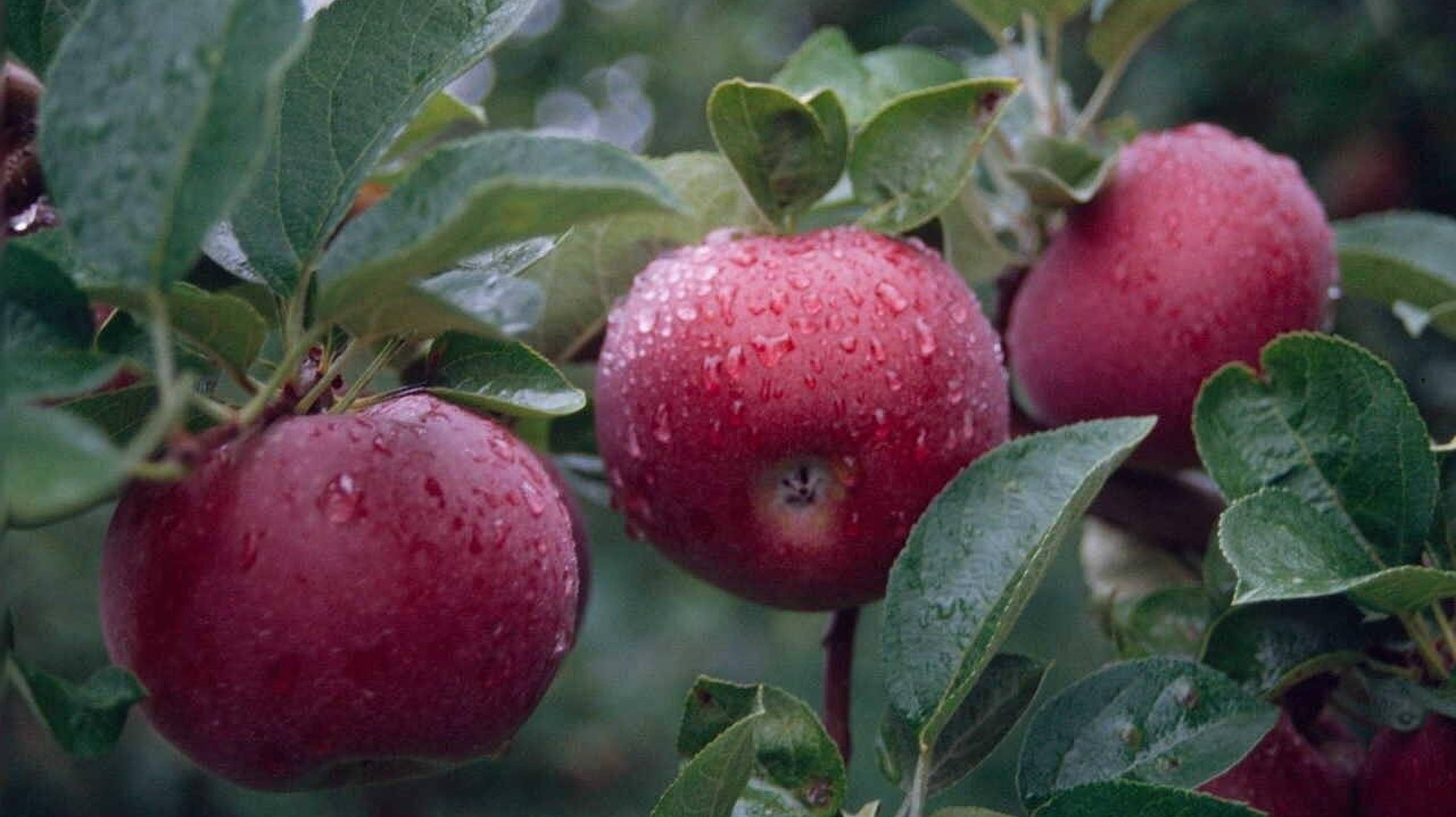 Компьютер Макинтош