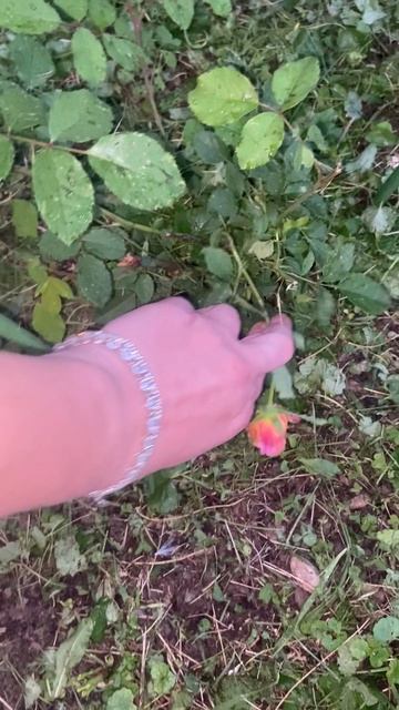 #дворники #марьино vs #розочка #москва #авгут2025