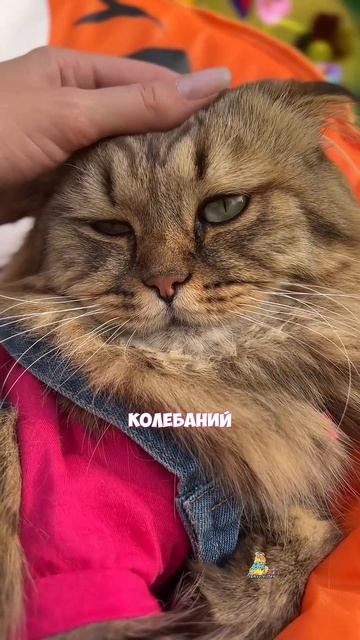 Не дадим в обиду наших пушистиков!💪🏼😸 #котики #юмор #самуэлькотик #животные #кот #пушистики #котик