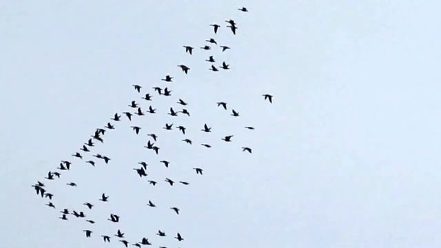 Летят дикие гуси