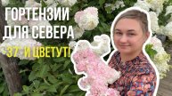 🌸 Гортензии для холодного климата — полный гид с историей легендарной Самарской Лидии 🌸