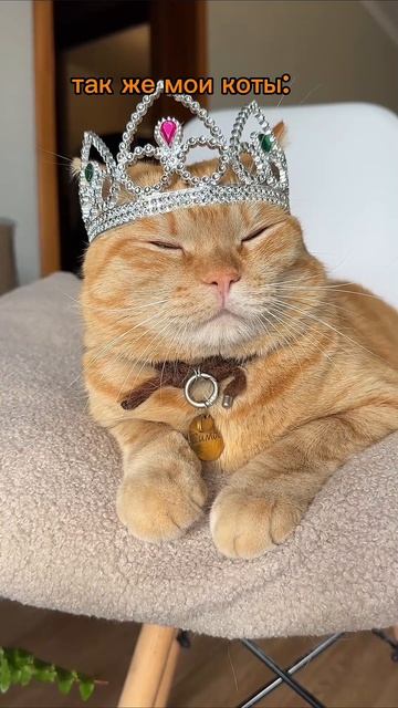 у кого коты тоже залюбленные? 🥹 #кот #коты #котики #животные #питомцы #животныеyappy #юмор