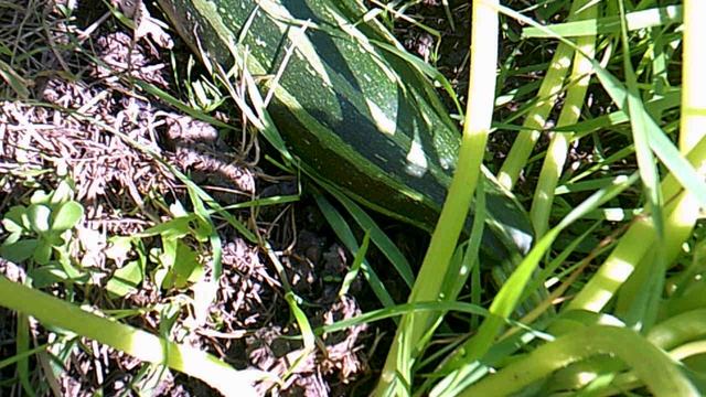 Обзор нашего кабачкового растения №4 сорта Цукеша