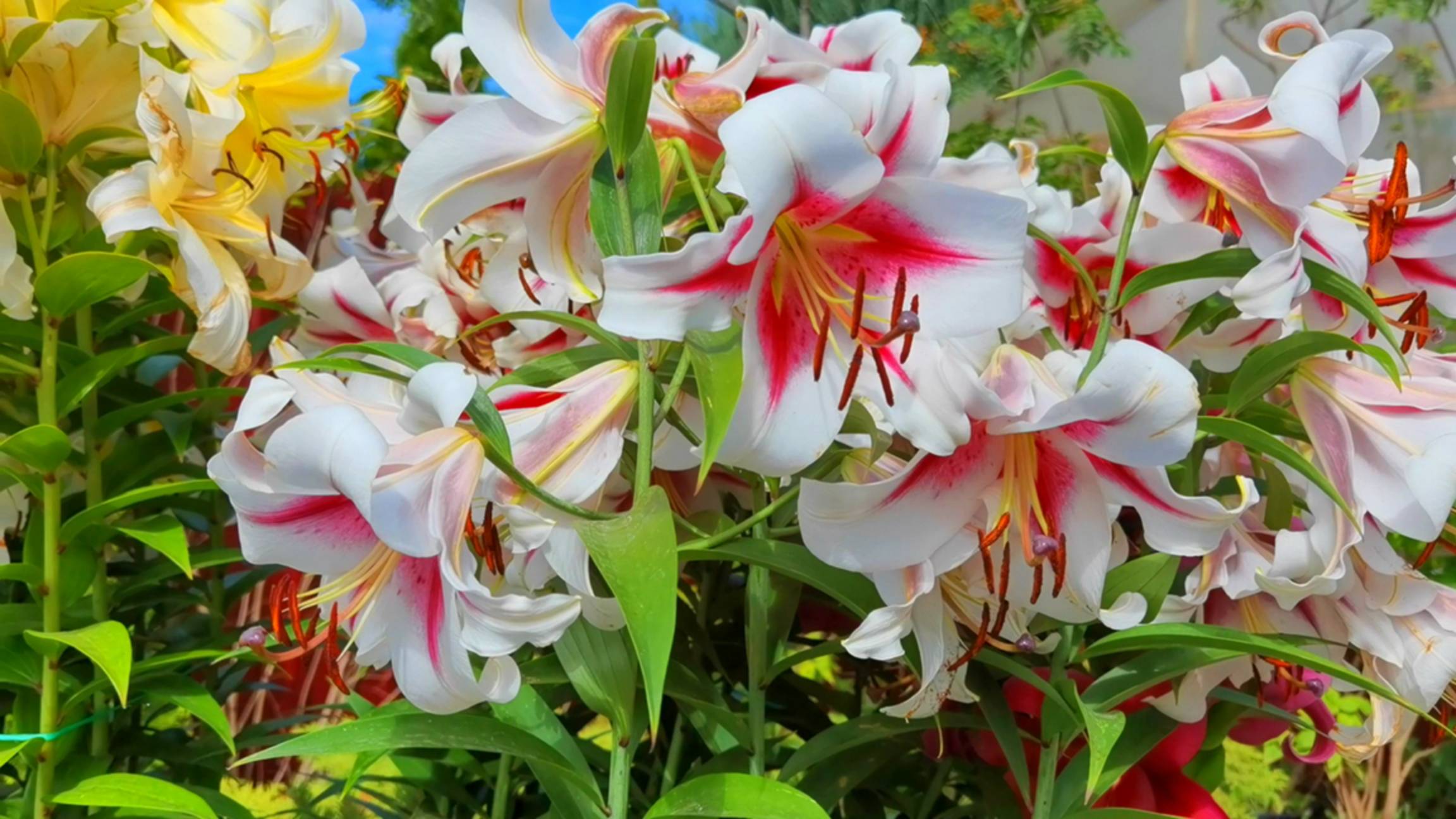 ЛИЛИЯМ в августе - обязательно: 3 процедуры, после которых лилии пышно зацветут в следующем году!