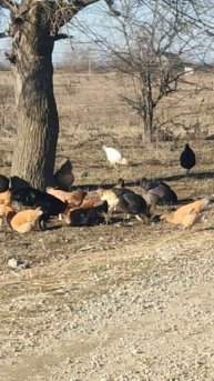 Без головного убора никак! 2025-01-09