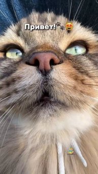 Привет🐾красотки и красавчики!😻 #котики #самуэлькотик #животные #кот #кошка #привет #котик