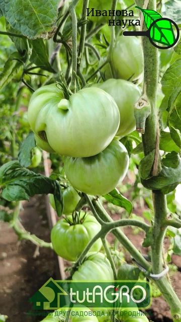 Это удобрение - убийца урожая! Вот почему я избегаю подкормок монофосфатом калия. Калийная подкормка