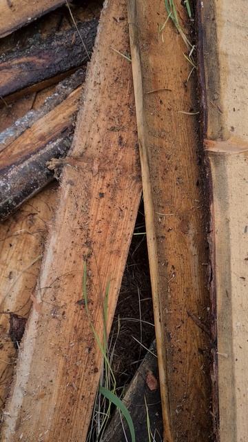 Хвост и ящерица. Часть 1: Хвост без ящерицы.