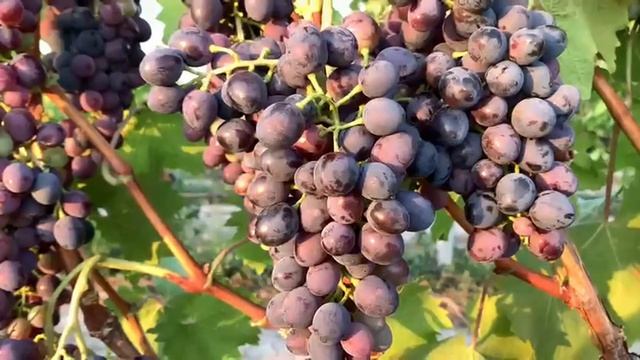 Чеканка винограда: Стратегия, а не просто обрезка. Управляем ростом для урожая!