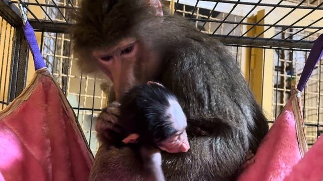 Как маленькой Анфисе понравился гамачек, она его гладит и гладит