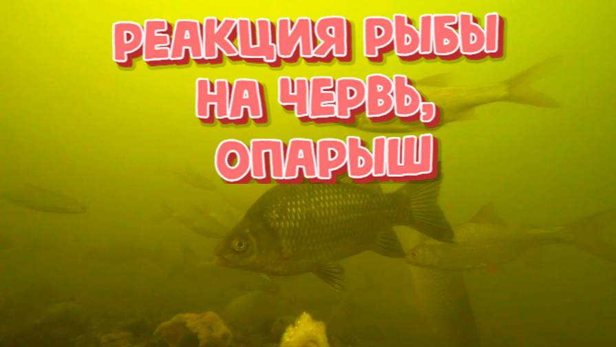 Реакция рыбы на опарыш / червь ( Подводная съемка)