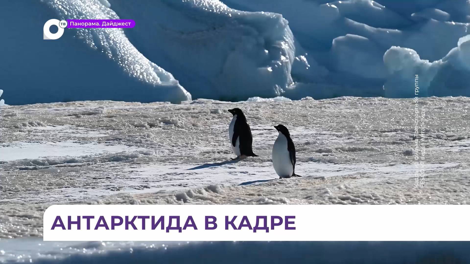 Кинопоказ фильмов про Антарктиду состоялся во Владивостоке