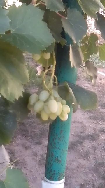 Виноград Лора (Флора). Сигнальный урожай созрел. 15 августа 2025 год.