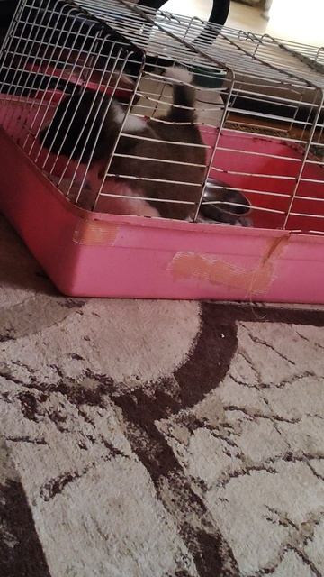 Малышок кушать хочет, молоко закончилось ещё вчера