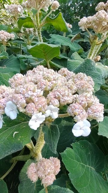 На даче 8 августа 2025