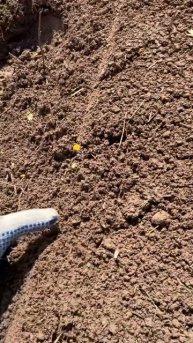 87 сек, которые сэкономят вам 3-10 лет на вводе земель в севооборот 89261385927 #ротоватор #мульчер