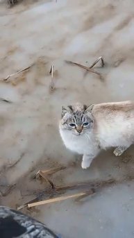 Рыбнадзор пришёл