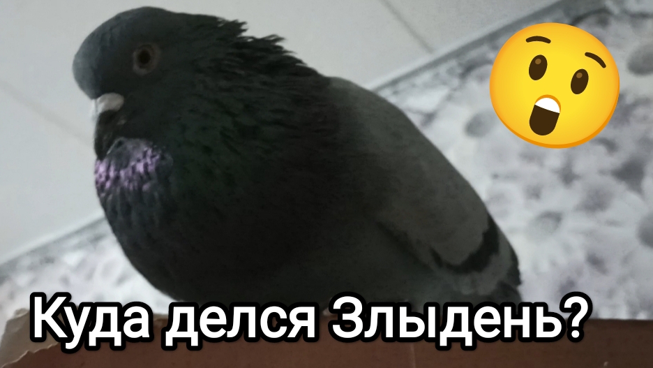 15-08-2025. Злыдень потерялся?