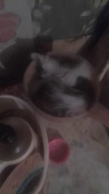 Не плохо устроился🙂😺