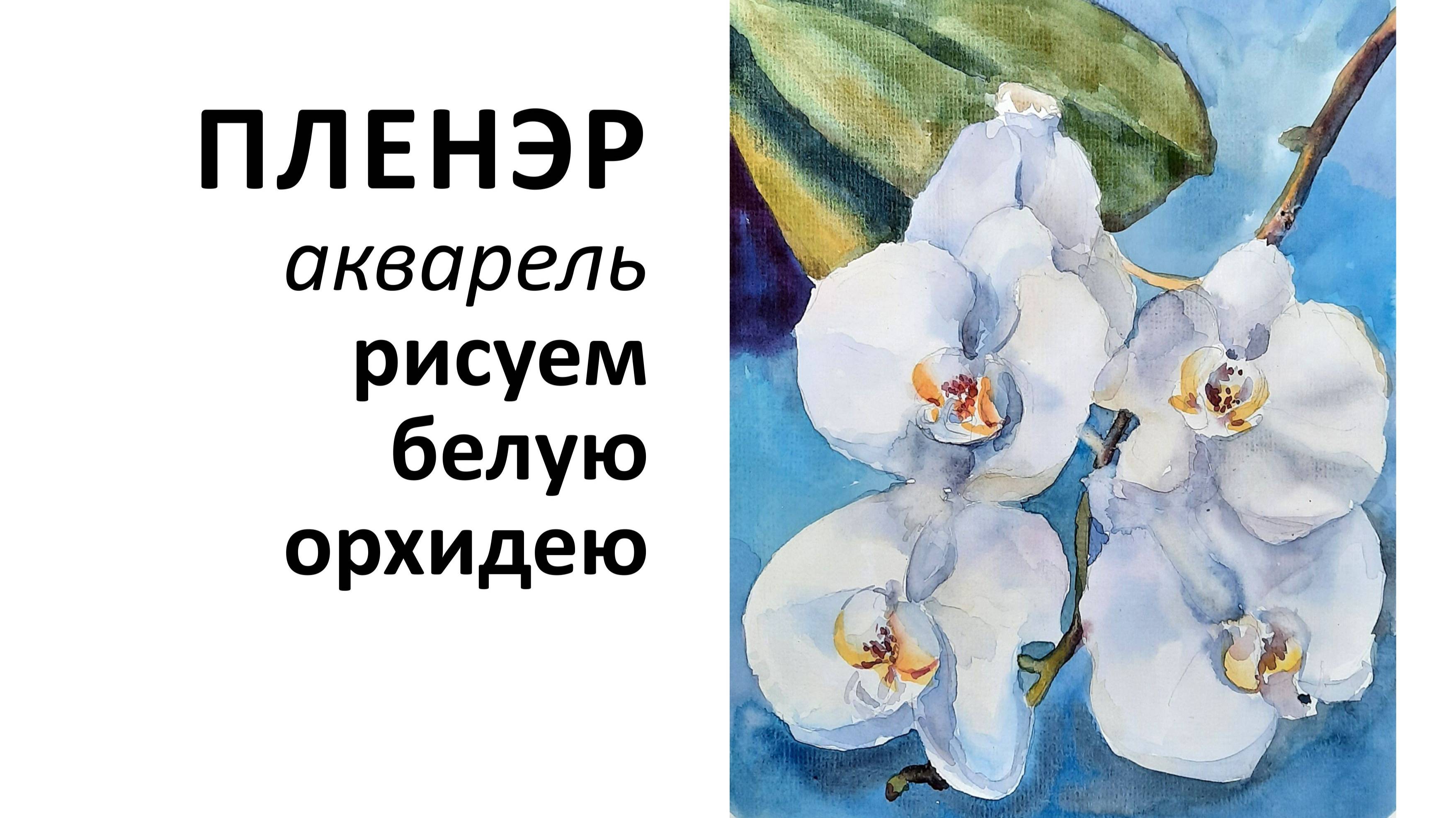 Рисуем белую орхидею, акварель