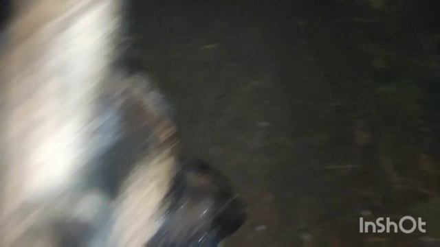 Домашняя вечерняя тренировка Хедды и Жасминки по ноузворк.